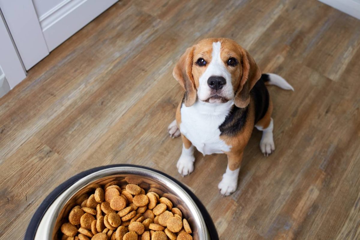 produits pour chien en bonne santé