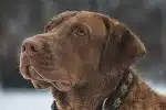 3 raisons d'opter pour un collier anti-aboiements pour votre chien