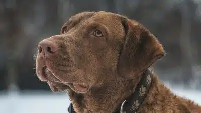 3 raisons d'opter pour un collier anti-aboiements pour votre chien