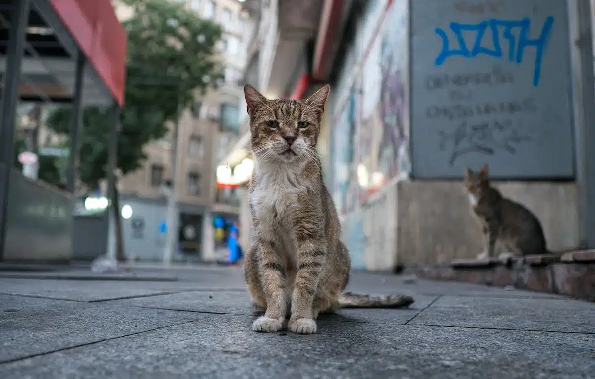 chat urbain