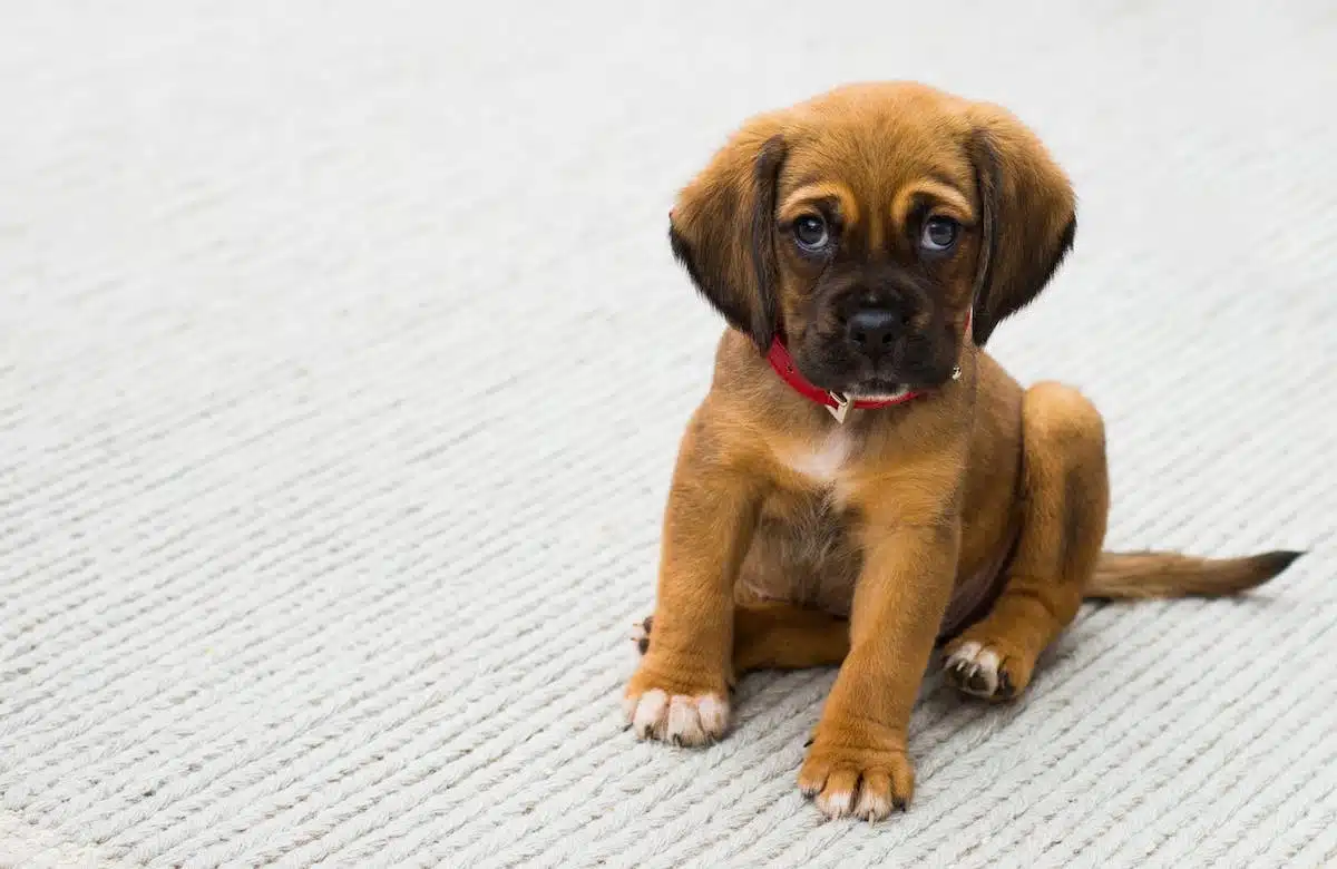 chiot accueil