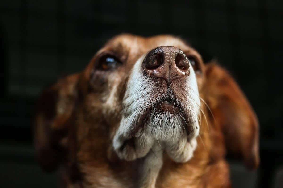 chiens  prévention