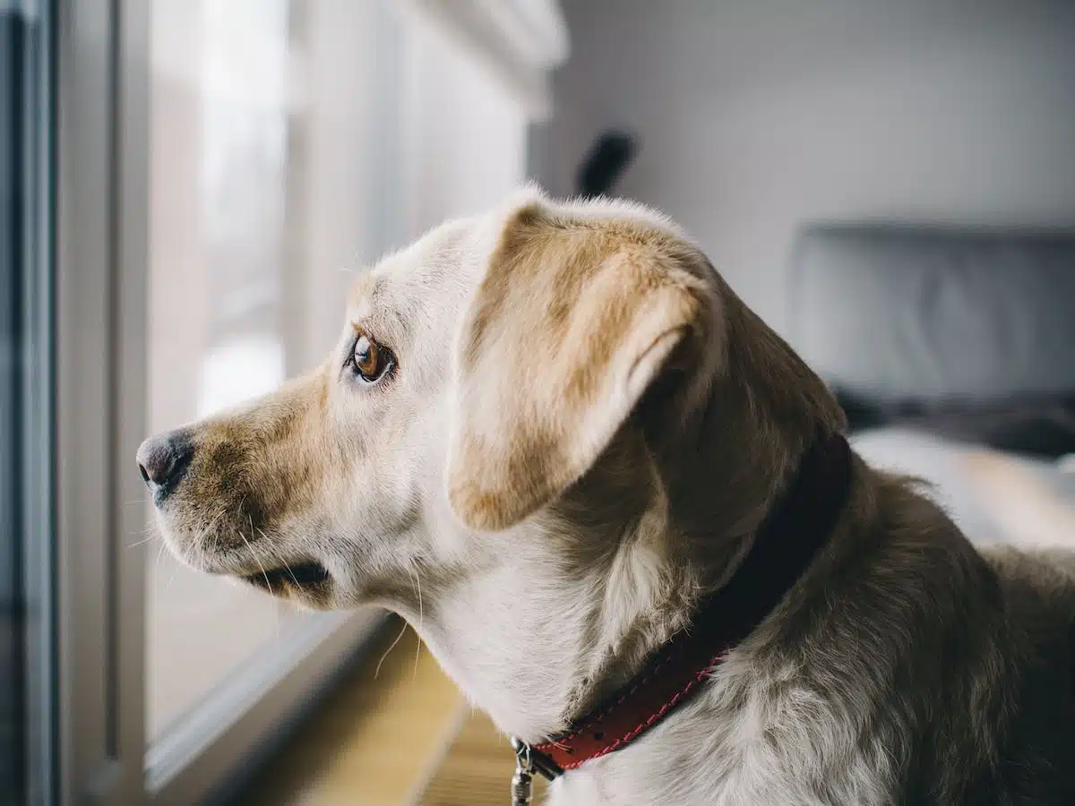chien appartement