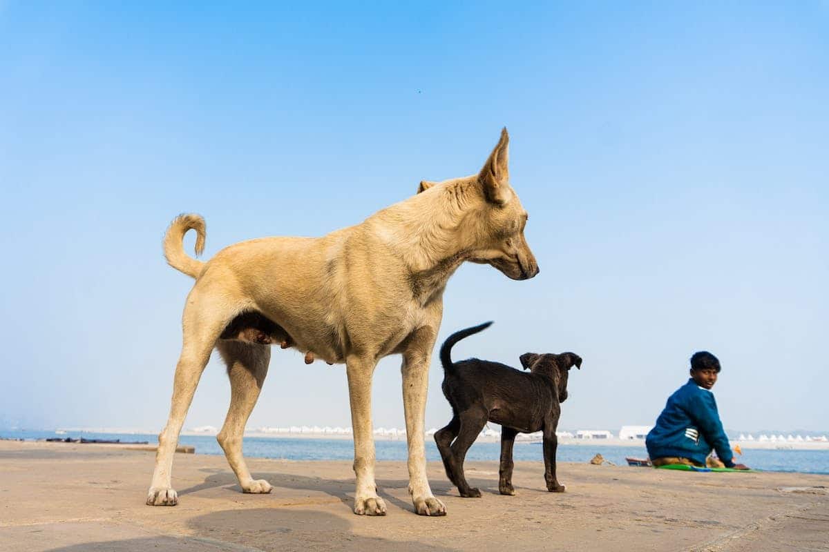 animal  compagnie