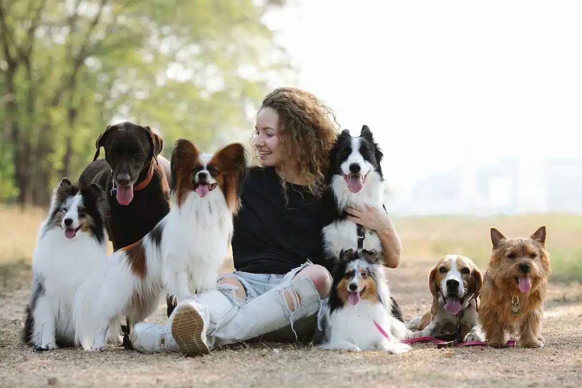 chiens populaires