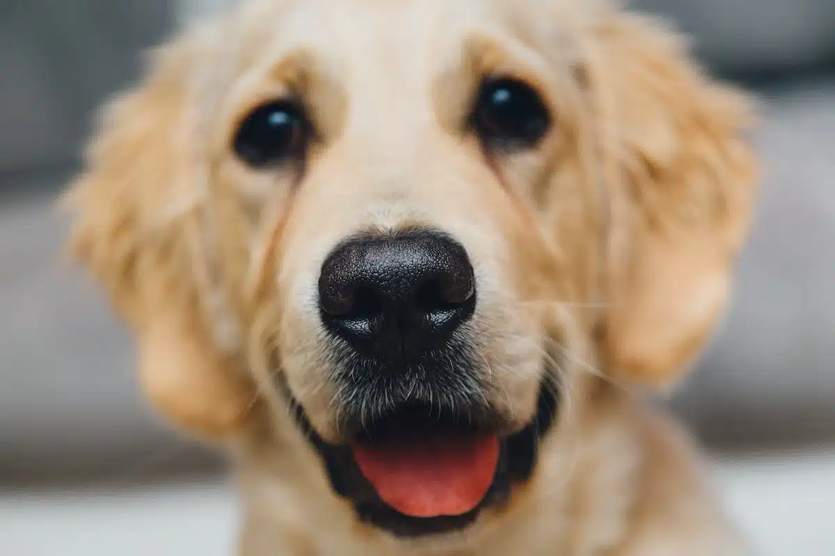 chien  dentaire