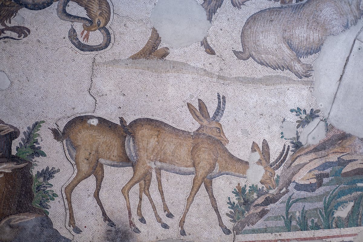 art  animaux