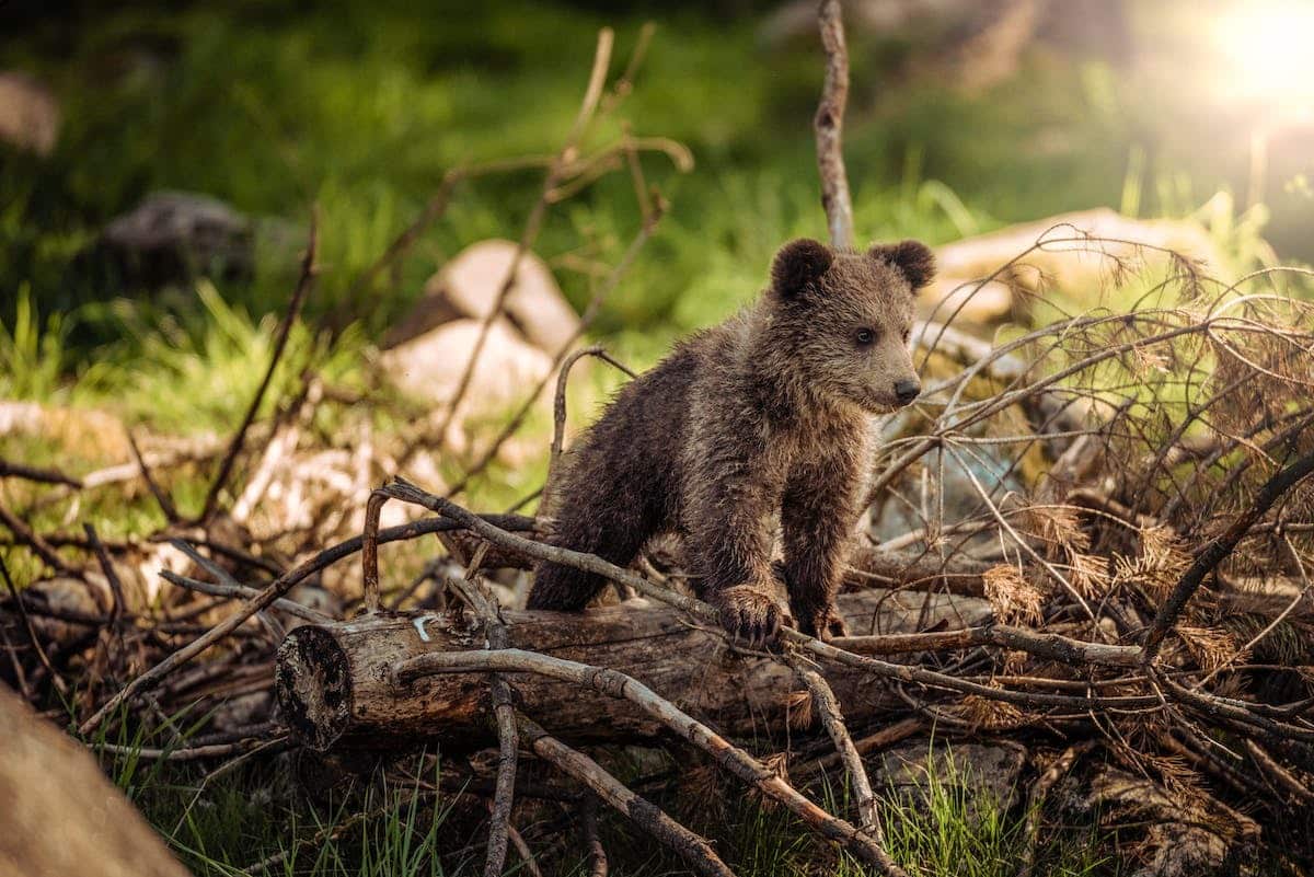 légendes animales