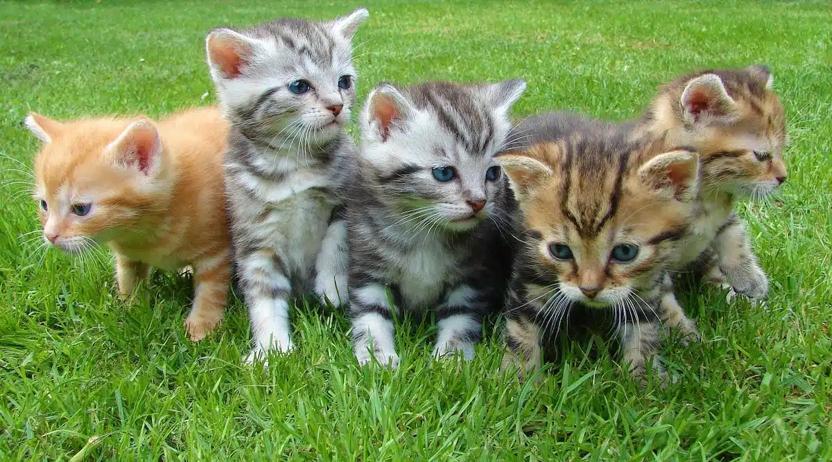 chaton  choisir