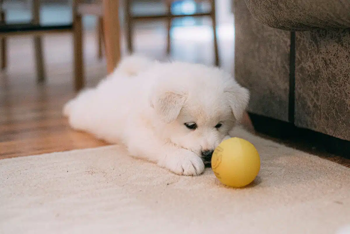 chiot  sélection