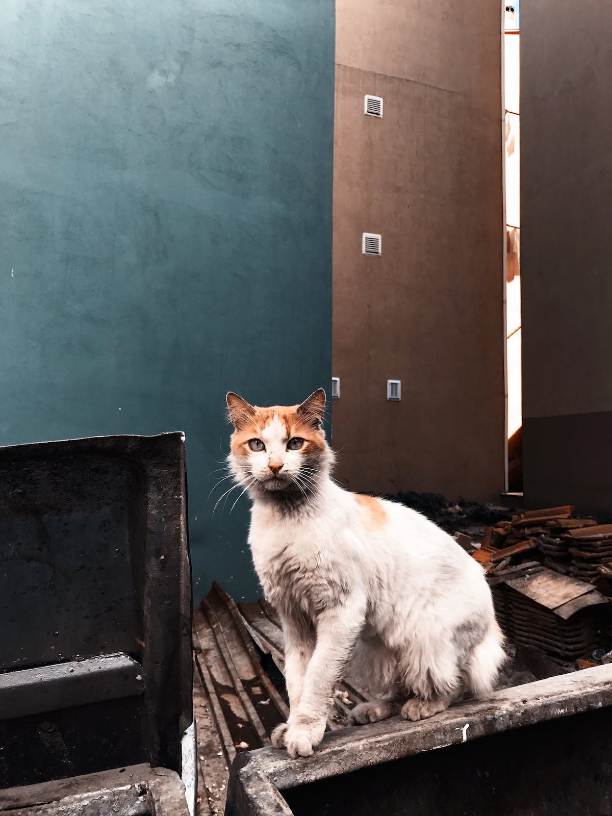chat  litière