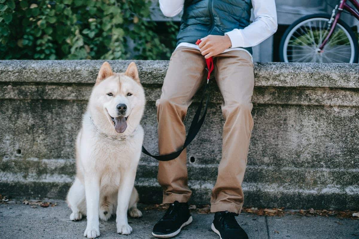 chien sportif