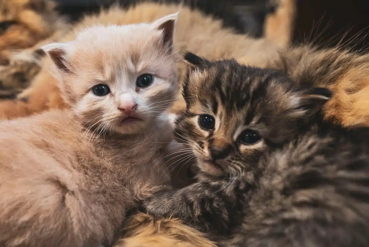 chaton  maison