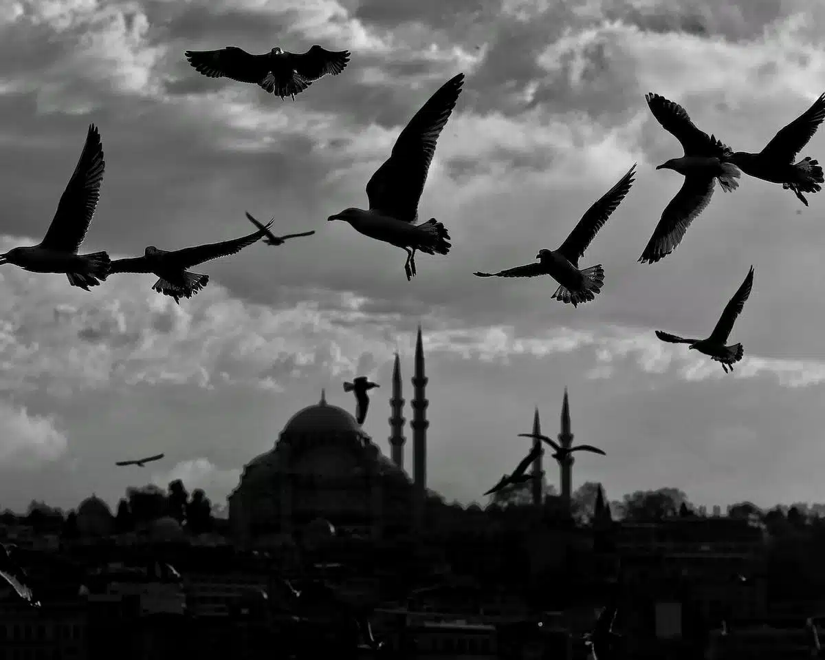 voyage animal