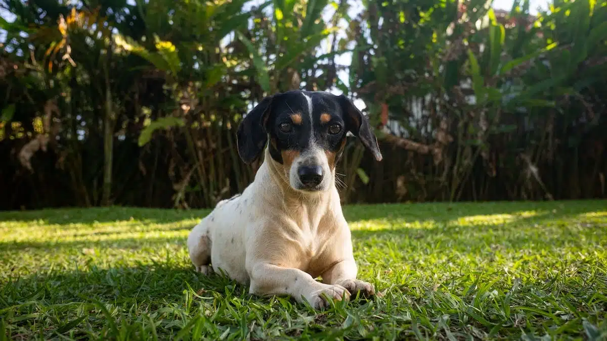 chien  été