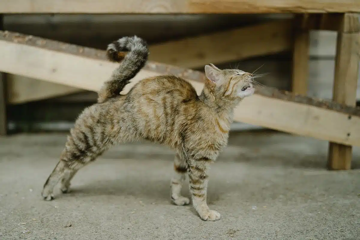 chat  langage corporel
