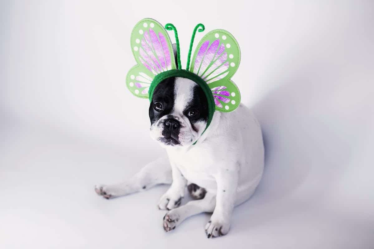 chien français
