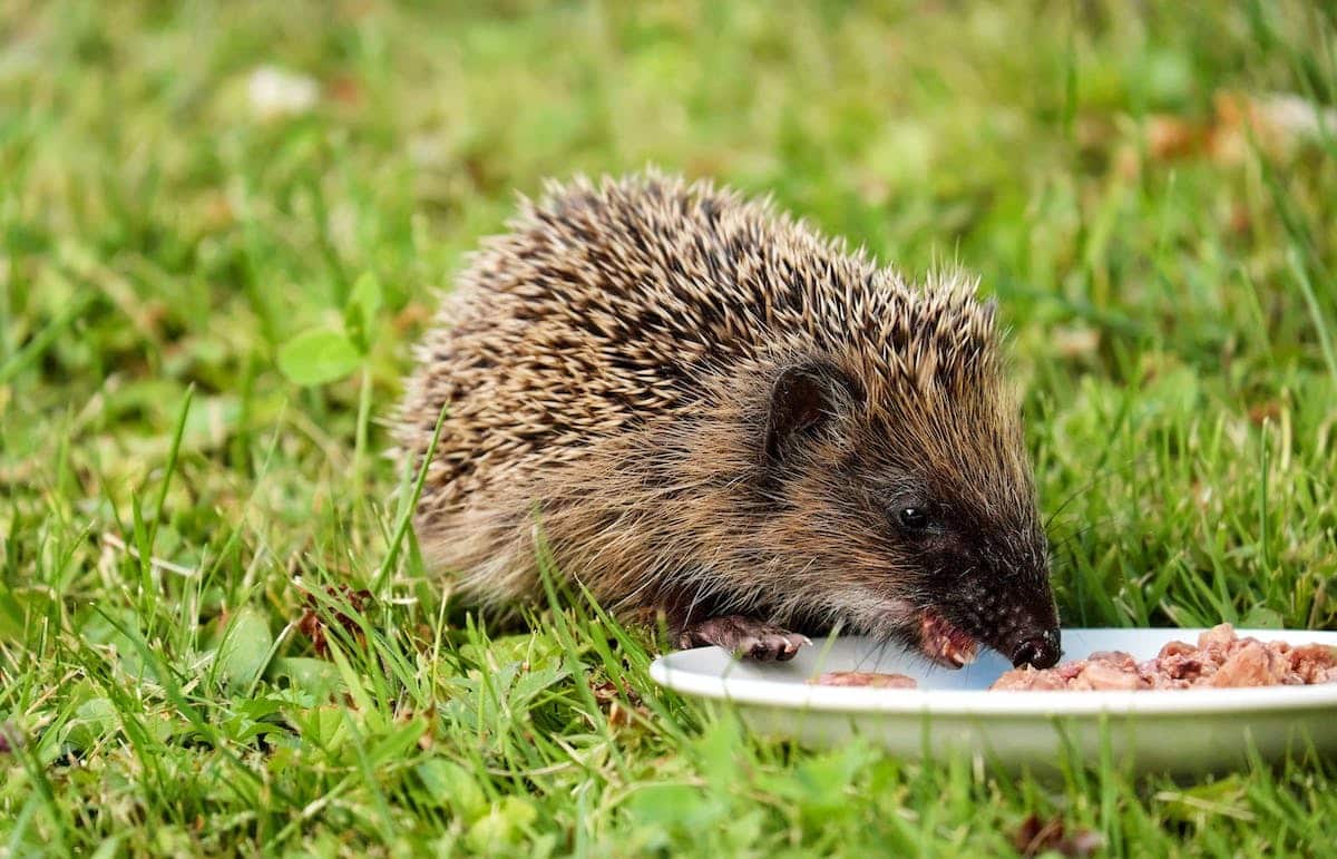 animal  aliments