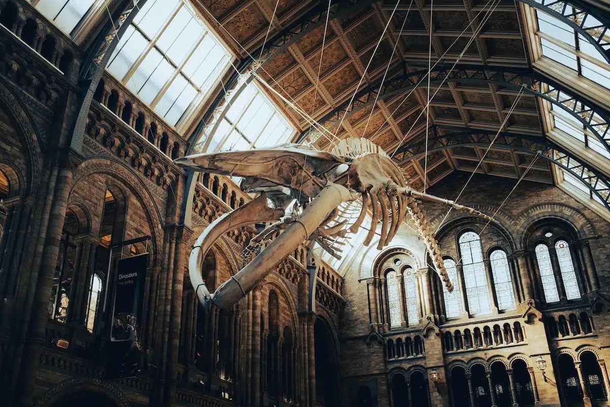 animal historique