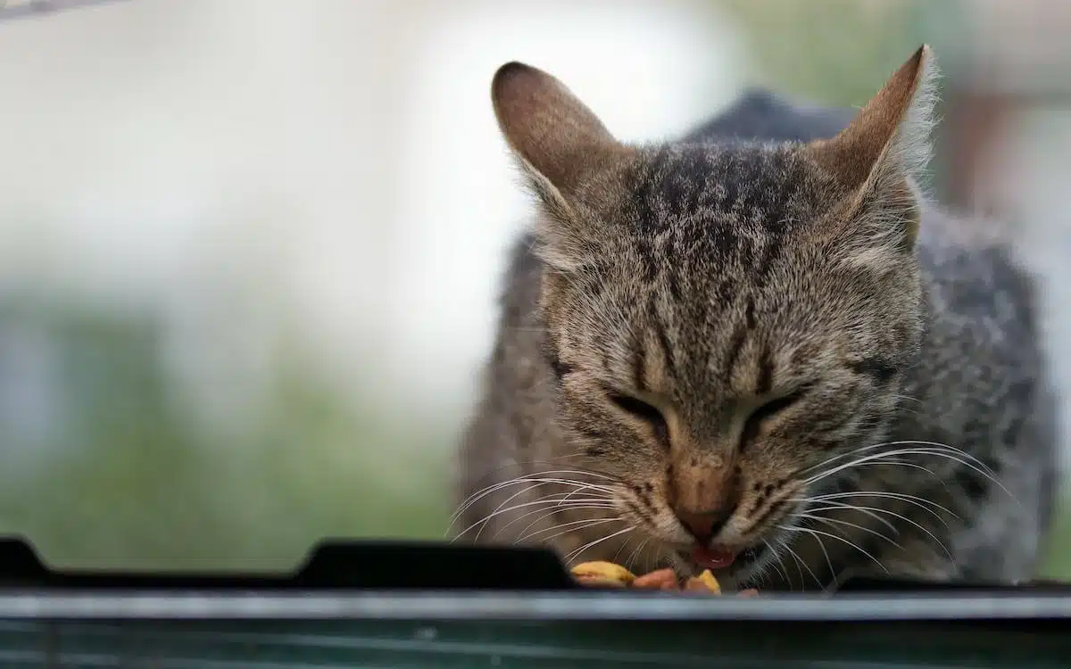 chat  allergie