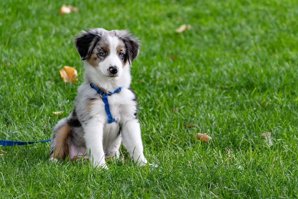 chien  exercice