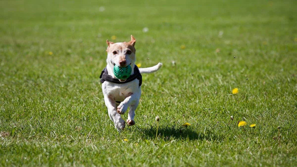 animaux exercice