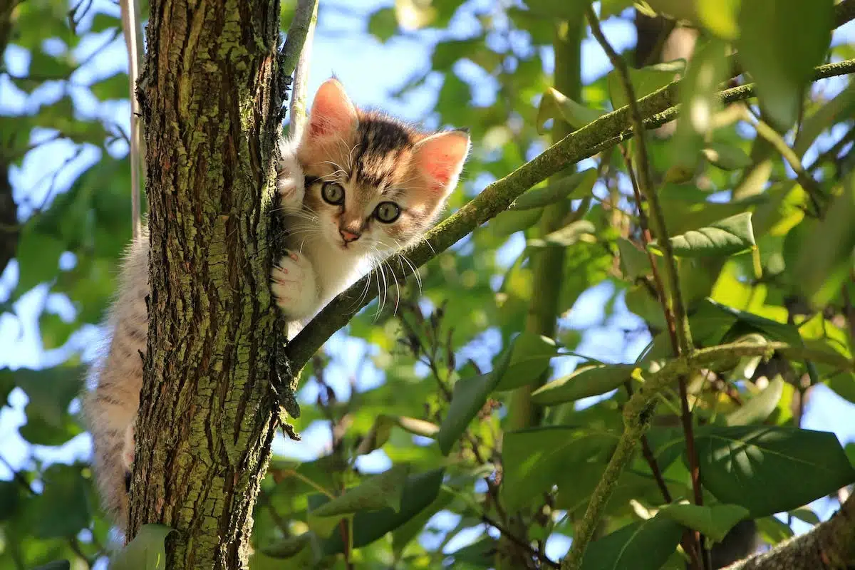 chat  comportement