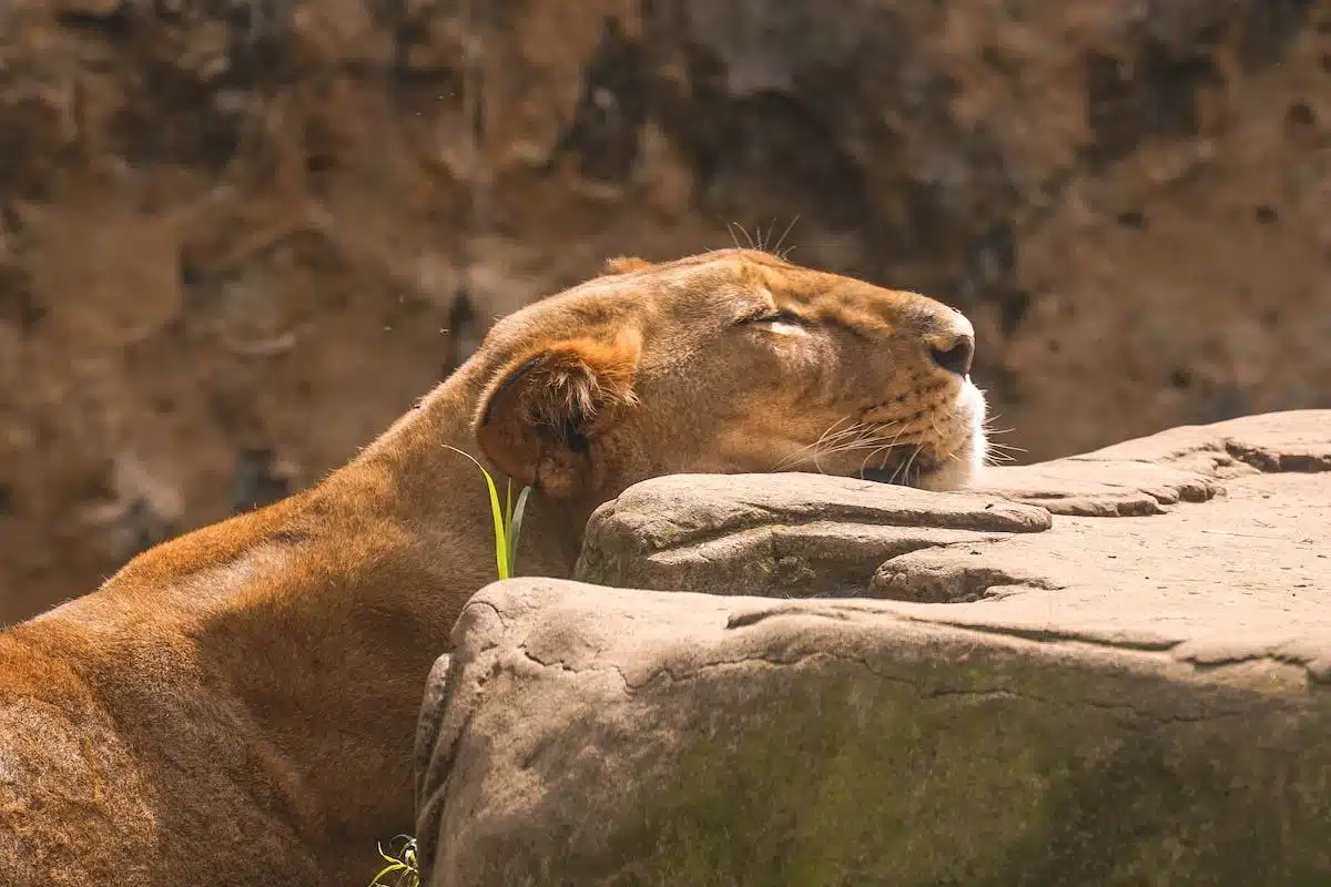 animaux  comportement