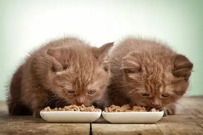 Alimentation du chaton : quelles options pour une croissance saine ?