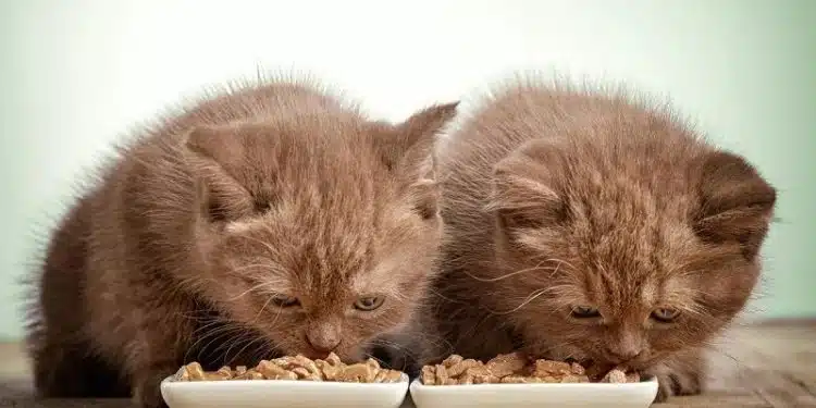 Alimentation du chaton : quelles options pour une croissance saine ?