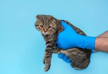 Assurance pour chats d'intérieur vs d'extérieur : Quelles différences ?