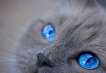 Changement de couleur des yeux des chatons : Âge et raisons