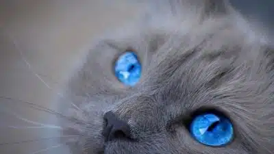 Changement de couleur des yeux des chatons : Âge et raisons