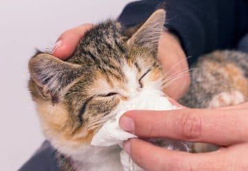 Comment moucher un chat : Techniques et conseils