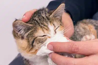 Comment moucher un chat : Techniques et conseils