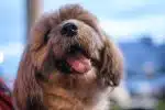 Comprendre et gérer les éternuements de votre chien causes, conséquences et solutions