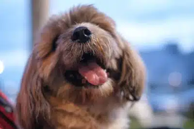 Comprendre et gérer les éternuements de votre chien causes, conséquences et solutions