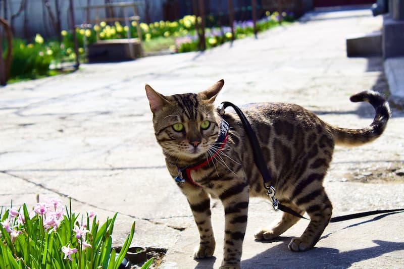 En promenade