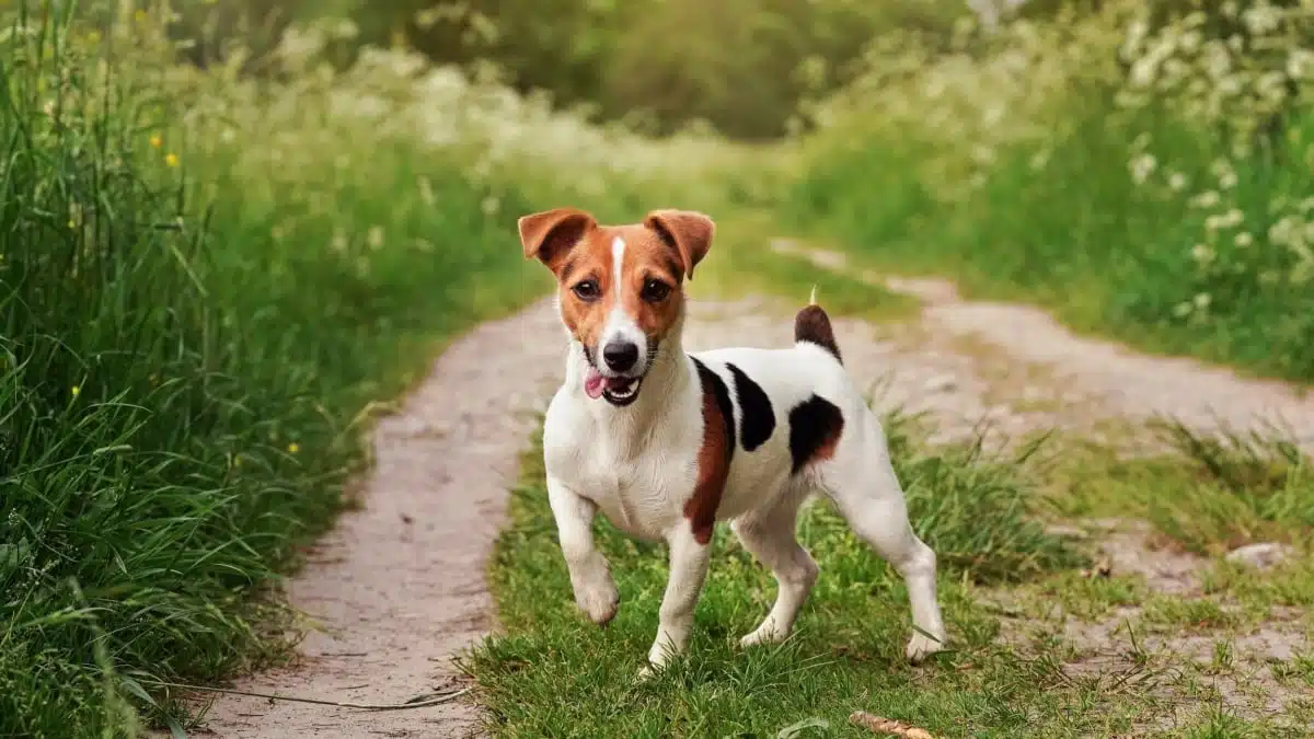 Inspiration : 20 noms de chiens stylés et uniques en 2024