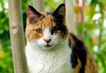 Le chat à trois couleurs : caractéristiques et curiosités