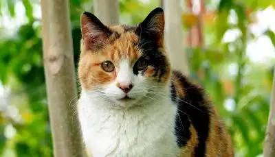Le chat à trois couleurs : caractéristiques et curiosités