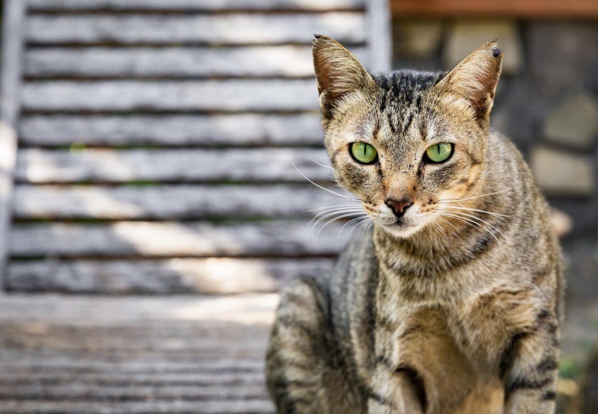 Le chat à trois couleurs : caractéristiques et curiosités