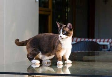 Mystères du chat calico : Secrets de cette couleur spéciale