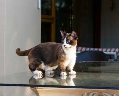 Mystères du chat calico : Secrets de cette couleur spéciale