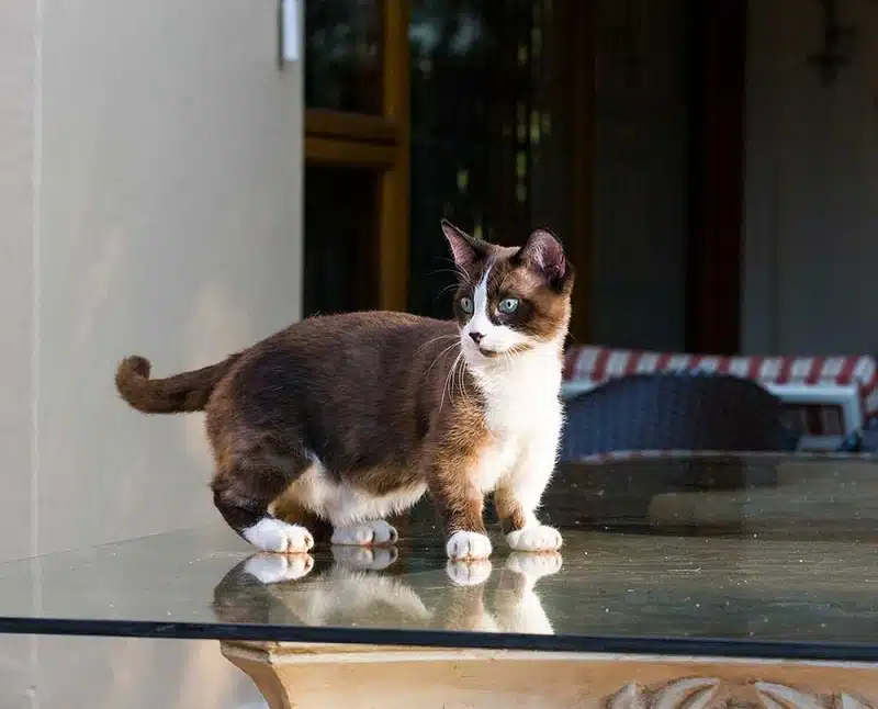 Mystères du chat calico : Secrets de cette couleur spéciale