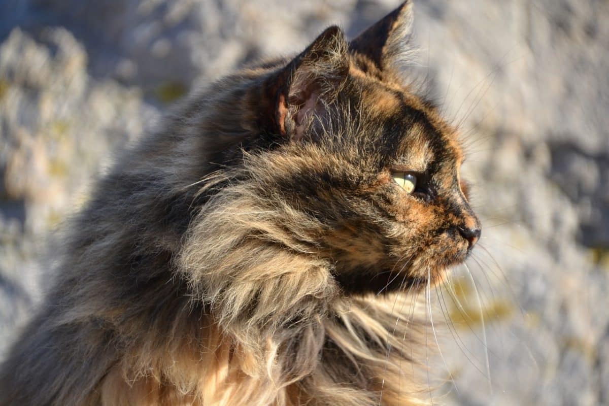 Mystères du chat calico : Secrets de cette couleur spéciale