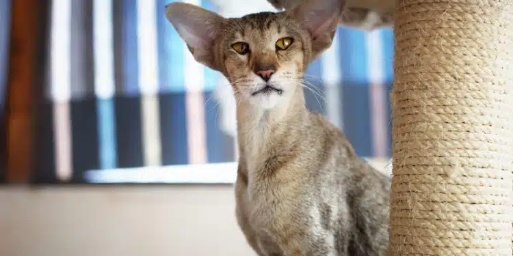 Races de chats au poil frisé : Top et caractéristiques