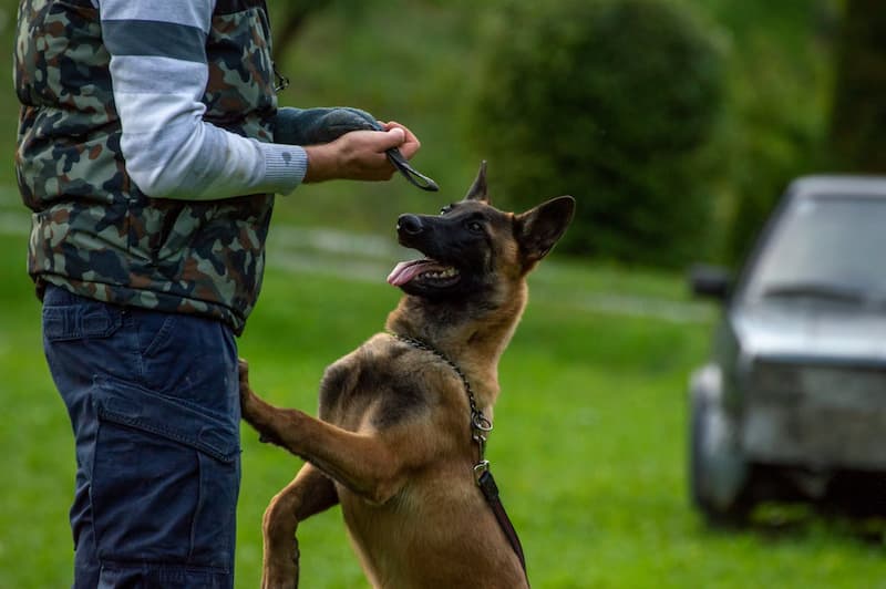 Séance dressage