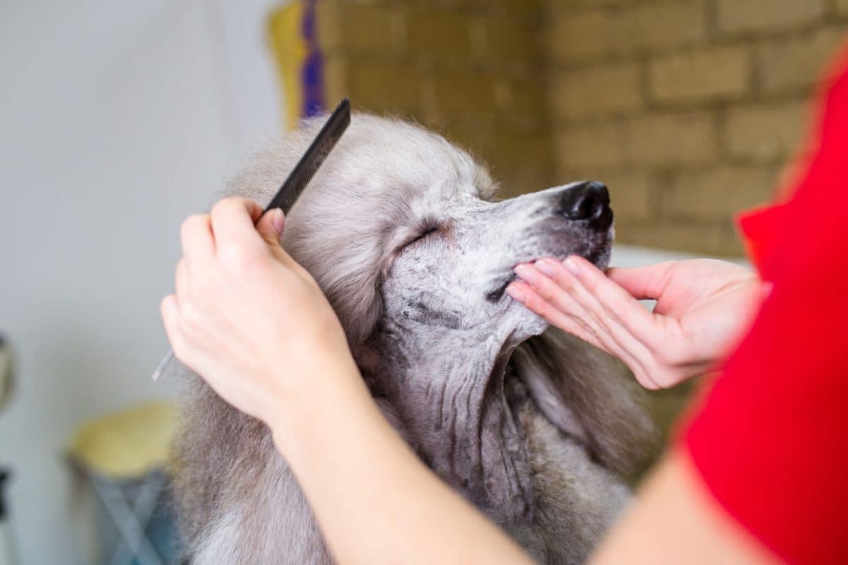 Toilettage canin : les meilleurs services près de chez vous