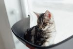 accessoires pour chat 1